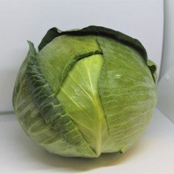 ЄС 2144 F1 насіння капусти білокачанної (Ergon seeds)
