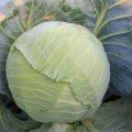 ЕС 2144 F1 семена капусты белокочанной (Ergon seeds)