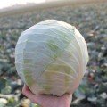 ЄС 2144 F1 насіння капусти білокачанної (Ergon seeds)