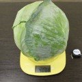 ЄС 2144 F1 насіння капусти білокачанної (Ergon seeds)