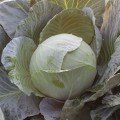 ЄС 2144 F1 насіння капусти білокачанної (Ergon seeds)
