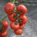 ЄС 5455 F1 (ES 5455 F1) насіння помідора індетермінантного (Ergon seeds)