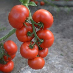 ЕС 5455 F1 (ES 5455 F1) семена помидора индетерминантного (Ergon seeds)