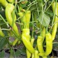 ЄС 8720 F1 (ЕS 8720 F1) насіння гострого перцю (Ergon seeds)