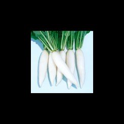 Еверест насіння редьки (Takii Seed)
