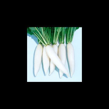 Эверест семян редьки (Takii Seed) Эверест семян редьки (Takii Seed)