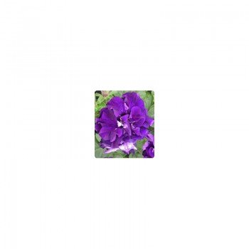 Фараон Блу (Blue) семян петунии крупноцветковой махровой (Kitano Seeds)