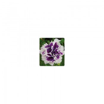 Фараон Виолет Пикете семена петунии крупноцветковой махровой (Kitano Seeds)