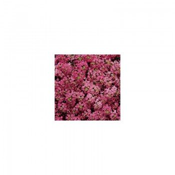 Дип Роуз Фейворит (Deep Rose Favourite) семян алиссума (Kitano Seeds)