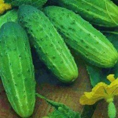 Фермер F1 насіння огірка бджолозапилюваного (GL Seeds)