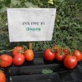 Фідель F1 (INX 1592 F1) насіння помідора детермінантного (Innova Seeds)