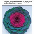 Голуб F1 пурпурова насіння капусти декоративної (Satimex)