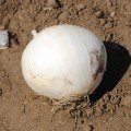 Гідрас F1 насіння цибулі ріпчастої озимої (Cora Seeds)