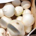 Гідрас F1 насіння цибулі ріпчастої озимої (Cora Seeds)