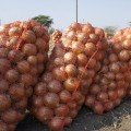 Голд Старе насіння цибулі ріпчастої жовтої (LibraSeeds)