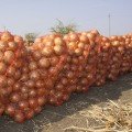 Голд Старе насіння цибулі ріпчастої жовтої (LibraSeeds)
