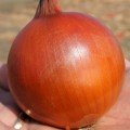 Голд Старе насіння цибулі ріпчастої жовтої (LibraSeeds)