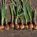 Голд Старе насіння цибулі ріпчастої жовтої (LibraSeeds)