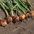 Голд Старе насіння цибулі ріпчастої жовтої (LibraSeeds)