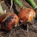 Голд Старе насіння цибулі ріпчастої жовтої (LibraSeeds)