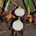 Голд Старе насіння цибулі ріпчастої жовтої (LibraSeeds)