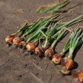 Голд Старе насіння цибулі ріпчастої жовтої (LibraSeeds)