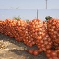 Голд Старе насіння цибулі ріпчастої жовтої (LibraSeeds)