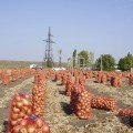 Голд Старе насіння цибулі ріпчастої жовтої (LibraSeeds)