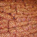 Голд Старе насіння цибулі ріпчастої жовтої (LibraSeeds)