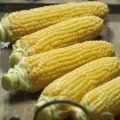 Густа F1 насіння кукурудзи солодкої Su (Semo)