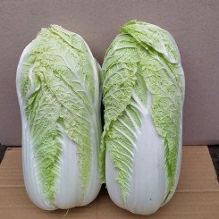 Индекс F1 семян капусты пекинской (Lark Seeds)