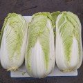 Индекс F1 семян капусты пекинской (Lark Seeds)