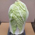 Индекс F1 семян капусты пекинской (Lark Seeds)