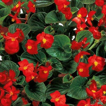 Інферно F1 Red on Green Foliage насіння бегонії вічноквітучої (Sakata)