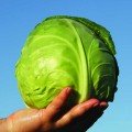 Ірма F1 насіння капусти білокачанної (Lucky Seed)
