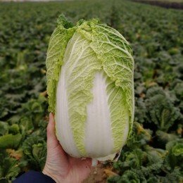 JS 4040 F1 (калибр.) семена капусты пекинской (Joeun Seeds)