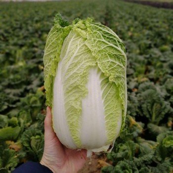 JS 4040 F1 (калібр.) насіння капусти пекінської (Joeun Seeds)