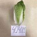 JS 4040 F1 (калібр.) насіння капусти пекінської (Joeun Seeds)