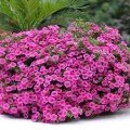 Каблум F1 рожева (pink) насіння калібрахоа (Pan American)