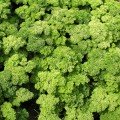 Кадерава (Кадерва) насіння петрушки тип Москраузе кучерявої (Semo)