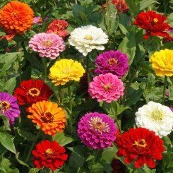 Калифорнийские гиганты Микс (mix) семян циннии (Floragran)