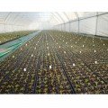 Касета для розсади 160 осередків (32х50х12) без піддону, 60х40см (Agreen)