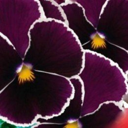 Кассіс F1 насіння віоли (GL Seeds)