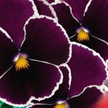 Кассис F1 семена виолы (GL Seeds)
