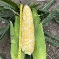 Кейт F1 насіння кукурудзи суперсолодкої Sh2 середньої 76-77 дн. 16-18 р. біколор (Clause)