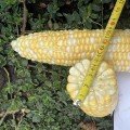 Кейт F1 насіння кукурудзи суперсолодкої Sh2 середньої 76-77 дн. 16-18 р. біколор (Clause)