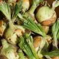 Кенді F1 насіння цибулі ріпчастої жовтої (Seminis)
