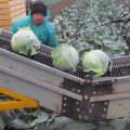 Кентавр F1 семена капусты белокочанной (Lucky Seed)