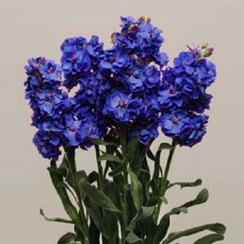 Кетс синий (blue) семена левкоя на срез (Pan American)