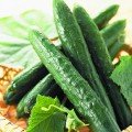 Китайський змій насіння огірка бджолозапилюваного раннього (Hortus)